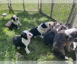 French Bulldog Puppy for sale in PUPOSKY, MN, USA