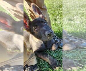 German Shepherd Dog Puppy for Sale in SEVERANCE, Colorado USA