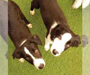 Nimbus - Male Border Collie Dog for Adoption - Photo #6