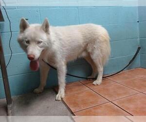 Siberian Husky Dogs for adoption in Downey, CA, USA