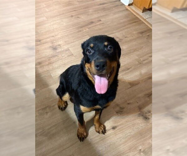 Medium Photo #6 Rottweiler-Unknown Mix Puppy For Sale in White Hall, AR, USA