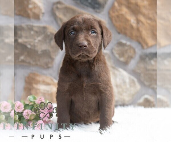 Medium Photo #1 Labrador Retriever Puppy For Sale in MIFFLINTOWN, PA, USA