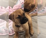 Small #12 Bullmastiff