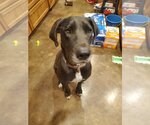 Small Photo #4 Great Dane-Labrador Retriever Mix Puppy For Sale in Bullard, TX, USA