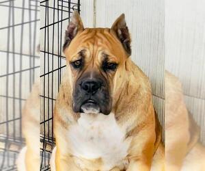 Mutt Dogs for adoption in San Antonio, TX, USA