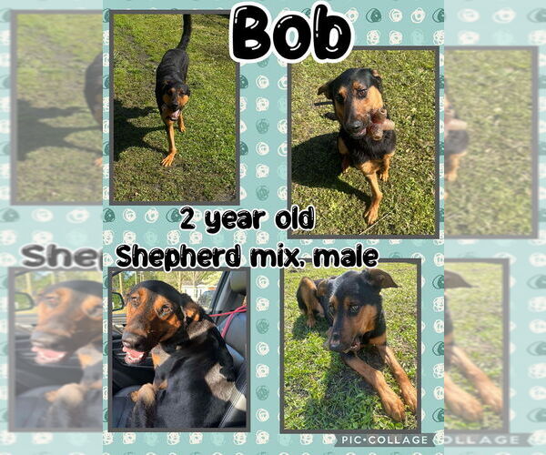 Medium Photo #1 German Shepherd Dog-Unknown Mix Puppy For Sale in Jacksonville, NC, USA