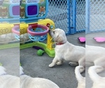 Small Photo #28 Labrador Retriever Puppy For Sale in CARMICHAEL, CA, USA