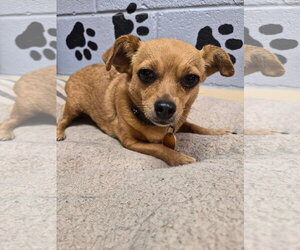 Chihuahua Dogs for adoption in Amarillo, TX, USA