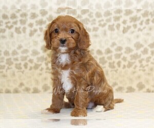 Cavapoo Puppy for sale in DENVER, PA, USA