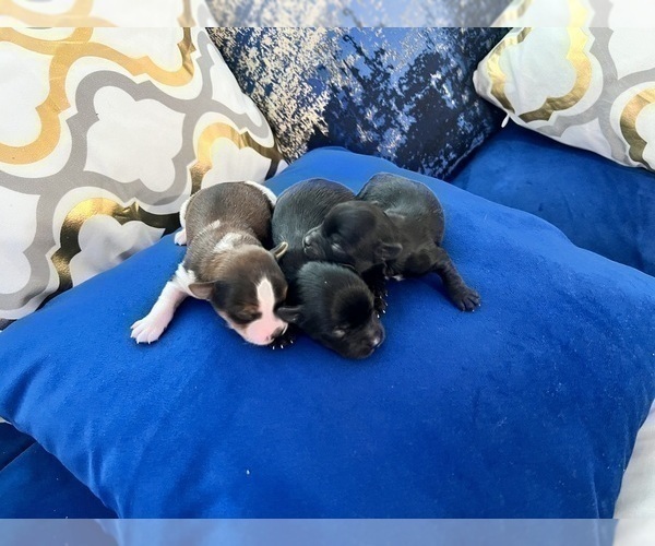 Medium Photo #6 Yorkshire Terrier Puppy For Sale in HAYWARD, CA, USA