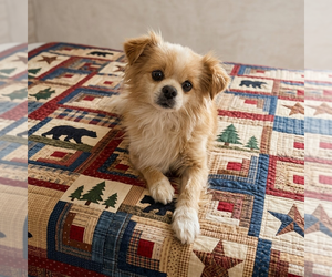 Mutt Dogs for adoption in Vail, AZ, USA