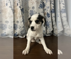 Cockapoo (Miniature) Puppy for sale in DURHAM, CT, USA