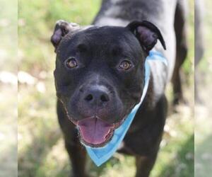 American Staffordshire Terrier-Unknown Mix Dogs for adoption in San Antonio, TX, USA