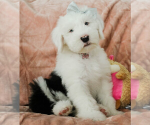 Old English Sheepdog Puppy for sale in GOSHEN, IN, USA