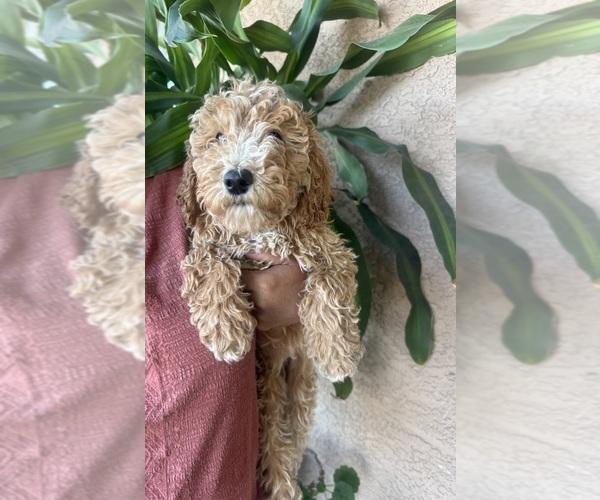 Medium Photo #1 Goldendoodle Puppy For Sale in LOS ANGELES, CA, USA