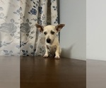 Small #23 Chihuahua
