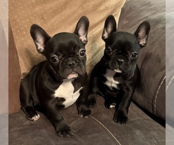 Medium Photo #1 French Bulldog Puppy For Sale in Redkey, IN, USA