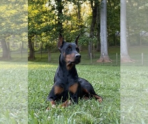Mother of the Doberman Pinscher puppies born on 06/28/2025