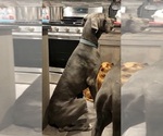 Small Photo #1 Great Dane Puppy For Sale in OGDEN, UT, USA