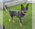 Small #1 Texas Heeler