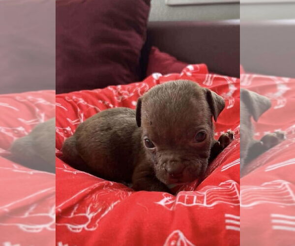 Medium Photo #1 Jack Russell Terrier-Unknown Mix Puppy For Sale in Osgood, IN, USA