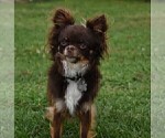 Small Photo #1 Chihuahua Puppy For Sale in HAMPTON, VA, USA