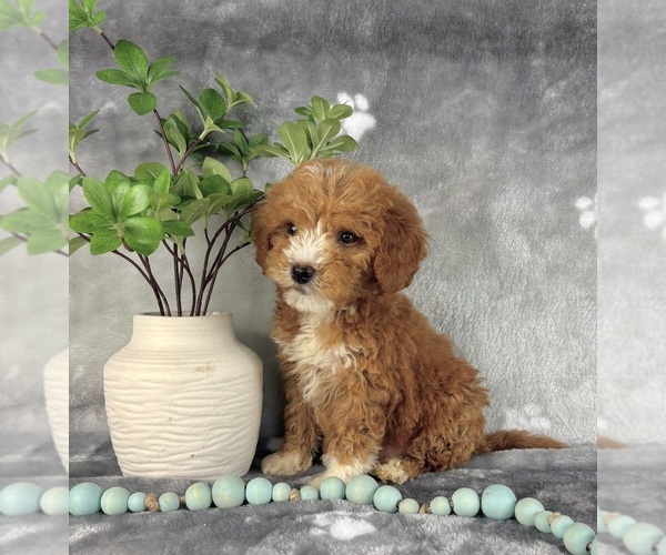 Medium Photo #3 Goldendoodle (Miniature) Puppy For Sale in INDIANAPOLIS, IN, USA