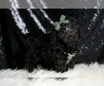 Small #2 Poodle (Miniature)