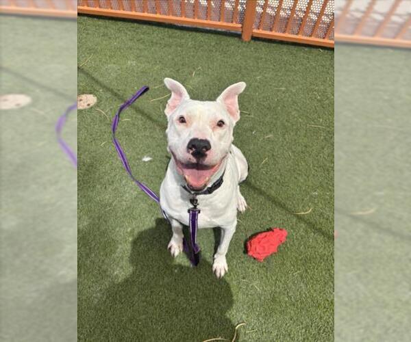 Medium Photo #1 American Pit Bull Terrier-Unknown Mix Puppy For Sale in Las Vegas, NV, USA