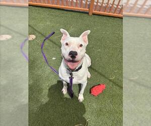 American Pit Bull Terrier-Unknown Mix Dogs for adoption in Las Vegas, NV, USA