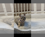 Small #3 French Bulldog