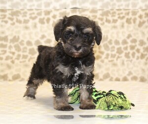 Schnoodle (Miniature) Puppy for Sale in DENVER, Pennsylvania USA