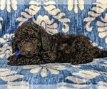 Small Photo #4 Poodle (Miniature) Puppy For Sale in KIRKWOOD, PA, USA