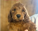 Puppy 3 Irish Setter-Poodle (Miniature) Mix