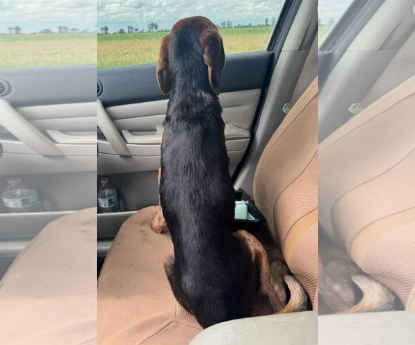 Medium Photo #3 Beagle Puppy For Sale in Dunnellon, FL, USA