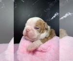 Puppy Ron Boston Terrier