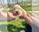 Puppy Purple Golden Retriever