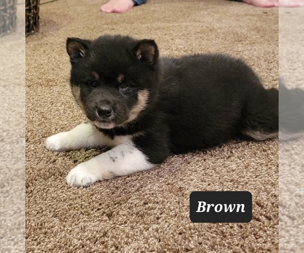 Medium Photo #3 Shiba Inu Puppy For Sale in BERESFORD, SD, USA