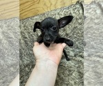 Small #7 Rat Terrier