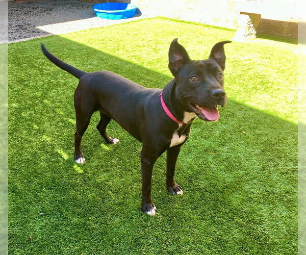 Medium Photo #2 American Pit Bull Terrier-Unknown Mix Puppy For Sale in Moreno Valley, CA, USA