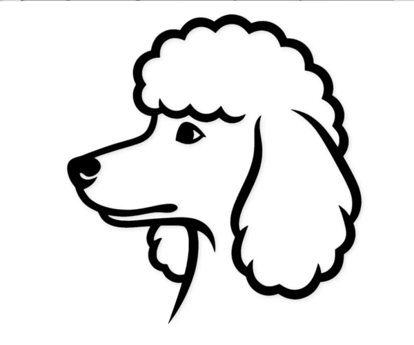 Medium Photo #1 Poodle (Miniature) Puppy For Sale in BLUE MOUND, TX, USA