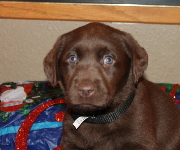 Medium Photo #5 Labrador Retriever Puppy For Sale in PUEBLO, CO, USA