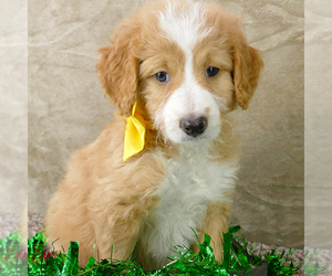 Bernedoodle (Miniature) Puppy for sale in ROY, UT, USA