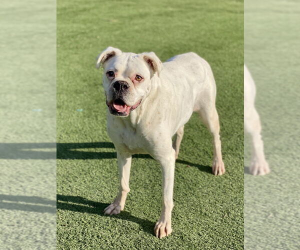 Medium Photo #2 Boxer Puppy For Sale in Austin, TX, USA