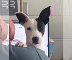 Small #5 Mutt