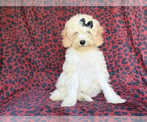 Cockapoo (Miniature) Puppy for sale in LAKELAND, FL, USA