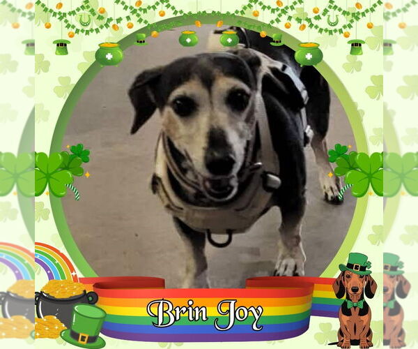 Medium Photo #5 Dachshund Puppy For Sale in San Antonio, TX, USA