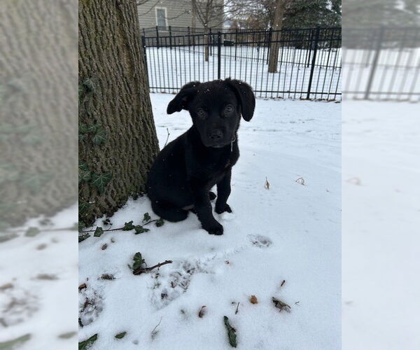 Medium Photo #2 Labrador Retriever-Unknown Mix Puppy For Sale in Plainfield, IL, USA