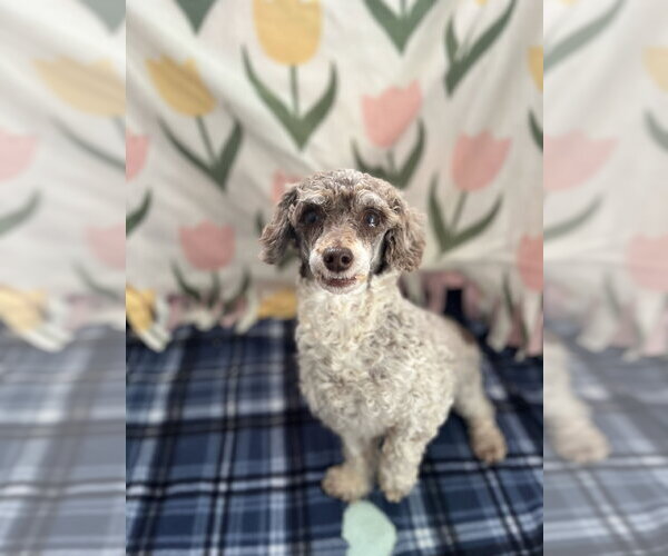 Medium Photo #1 Poodle (Miniature) Puppy For Sale in Pacolet, SC, USA