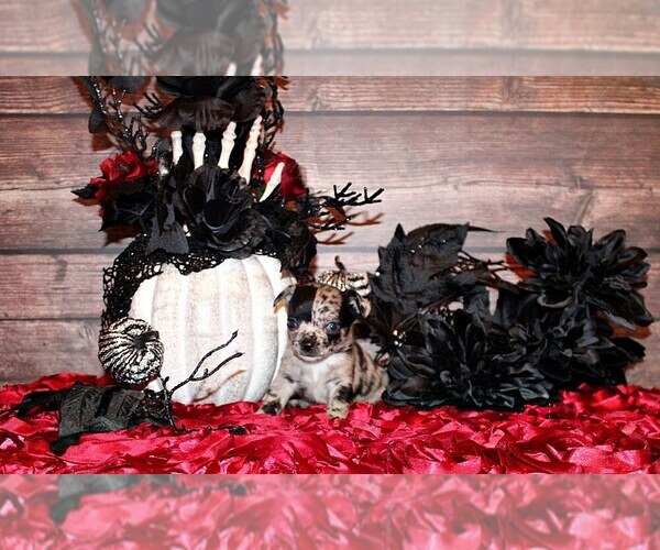 Medium Photo #1 Chihuahua Puppy For Sale in CHARLESTON, AR, USA